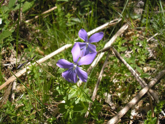 Fleur de pensée des bois